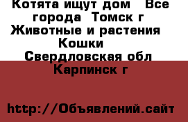 Котята ищут дом - Все города, Томск г. Животные и растения » Кошки   . Свердловская обл.,Карпинск г.